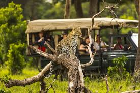 Top 5 Luxury Safari Camps in Kenya
