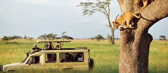 Serengeti Migration Safari